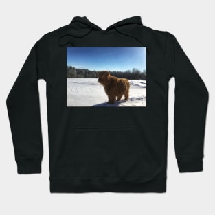 Scottish Highland Cattle Calf 1712 Hoodie